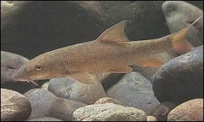 Je suis un poisson benthique aimant le courant. Qui suis-je ?