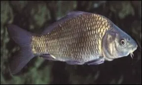 Ma puissance et ma ruse sont incomparables. Je suis ?