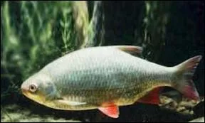 On me confond souvent avec mon cousin le gardon. M' avez-vous reconnu ?