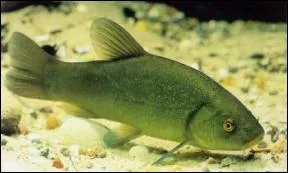 On me nomme aussi 'le poisson mdecin'. Qui suis-je ?