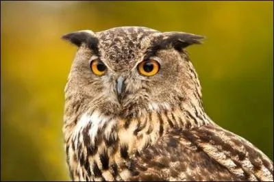Comment dit-on 'hibou' en espagnol ?