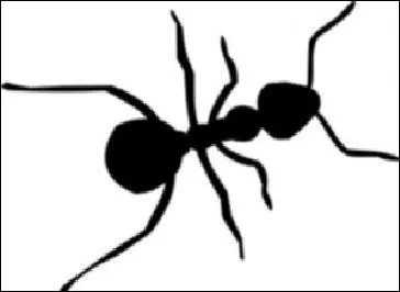 Comment dit-on 'fourmi' en espagnol ?