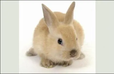 Comment dit-on 'lapin' en espagnol ?