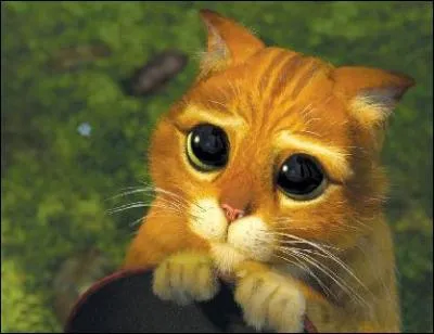 Comment dit-on 'chat' en espagnol ?