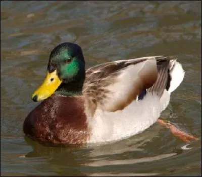 Comment dit-on 'canard' en espagnol ?