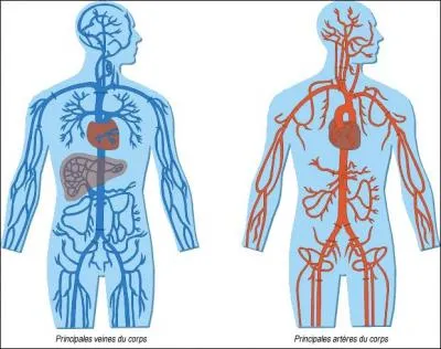 Laquelle de ces affirmations est fausse ? Le sang sert  ...