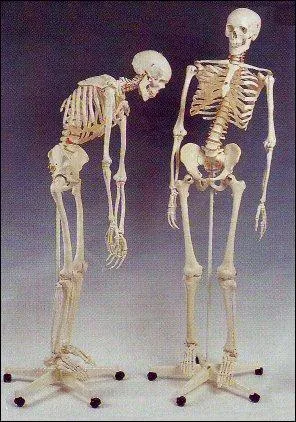 Notre squelette est compos de ...