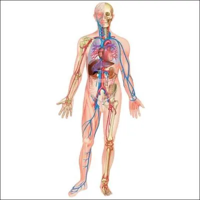 Combien de litres de sang y a-t-il environ dans notre corps ?