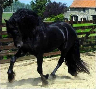 De quelle race est ce cheval ?