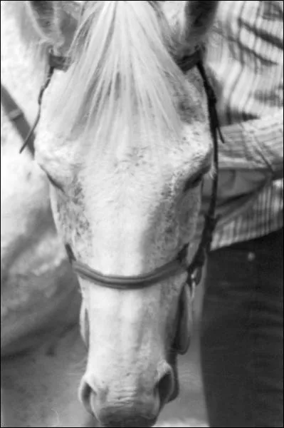 Comment appelle-t-on la touffe de poil sur le crne d'un cheval ?