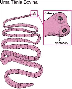 Parasites internes : les tnias sont des vers ...