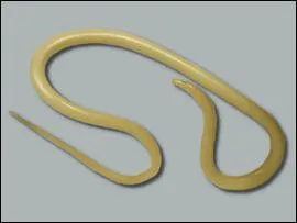 Parasites internes : quel ver digestif, de la famille des nmatodes, gnralement en forme de spaghettis, peut se transmettre de la chienne aux chiots par l'allaitement ?