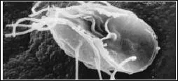 Parasites internes : la giardia est un ...