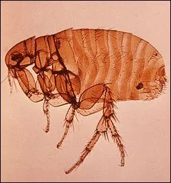 Parasites externes : la puce pond ses oeufs ...