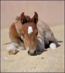 Qu'est-ce que c'est ?