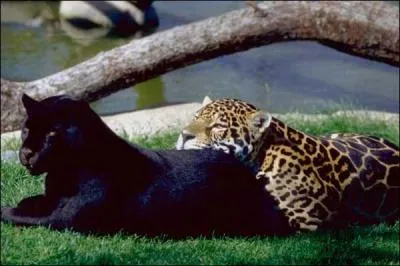 A quelles espces appartiennent ces animaux ?