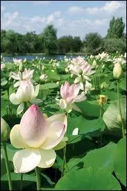 Au Parc floral et tropical de la Court d'Aron  St Cyr en Talmondais en Vende, vous pourrez admirer ces splendides fleurs de :