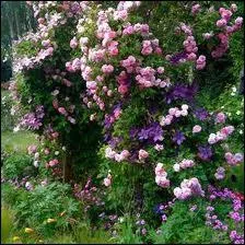 Vous pourrez flaner sur ' Les chemins de la Rose '  :