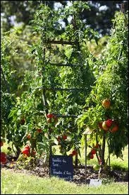 O peut -on visiter ce conservatoire de la tomate cr en 1998 ?