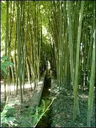 Quelle plante particulire est acclimate dans un parc de 35 hectares  Anduze dans le Gard ?