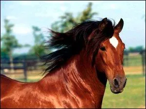 Quelle est la couleur de cette robe ?