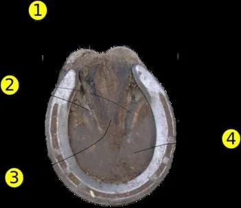 Quelle partie du sabot ne faut-il pas toucher avec le cure-pied ?