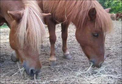 Comment appelons-nous les crins sur la tête du cheval ?