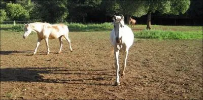 Si mon cheval/poney vit au pr, ai-je le droit de ne pas le brosser tous les jours ?