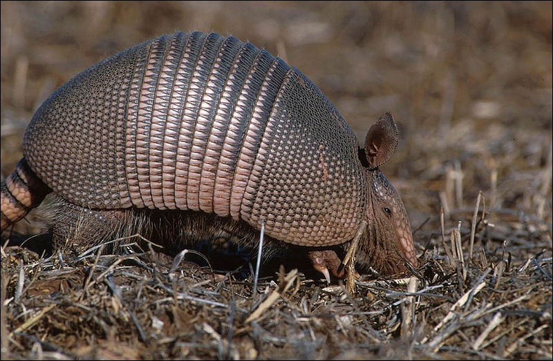 quel sont les animaux du bresil