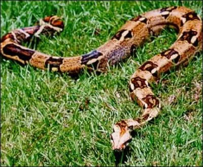 Quel est ce serpent que redoutaient les explorateurs de la fort amazonienne ?