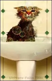 ' la bourre' pour partir au boulot, le rveil n'a pas sonn , pas ras, pas coiff pas le temps de passer sous la douche : :