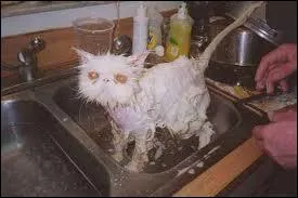 Un de nos potes g, membre du jury, s'est fait menacer de sanctions car il mettait trop de bonnes notes,  prsent, un peu traumatis, il devient mfiant et ne met que des zros :