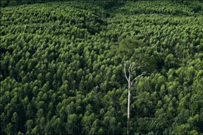 Il s'agit ici d'une photo reprsentant une plantation...