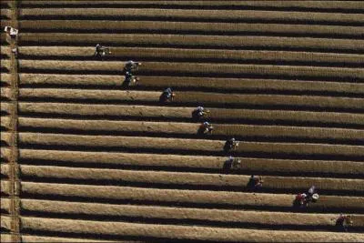 Photo prise  Cheorwon en Core du Sud. On y cultive...