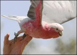 Cet oiseau est de quelle famille ?