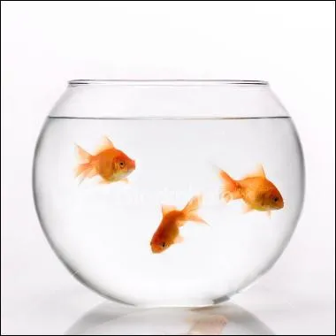 Quelle taille peut atteindre le poisson rouge une fois adulte ?