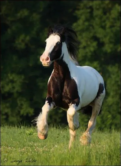 Parmi ces races, laquelle fait partie des ' chevaux lourds ' ?