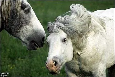 Le Percheron peut-il tre noir ?