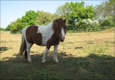Chez le poney Shetland, toutes les robes sont-elles admises ?