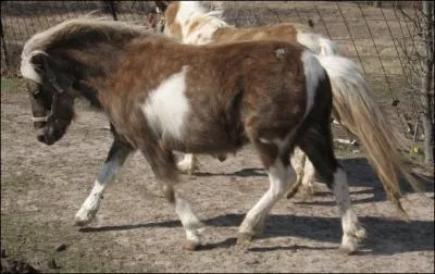 Ce poney est ...