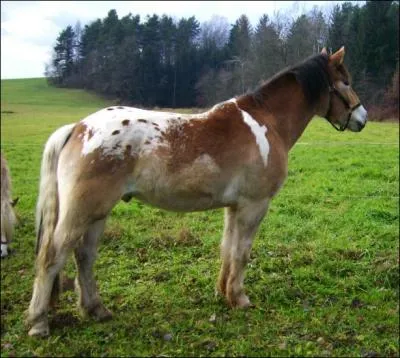 La robe de ce cheval est ...