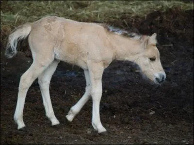 La race de ce poulain est ... .