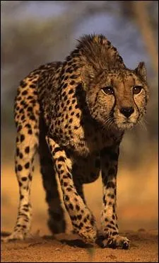 Un sprint l'amne  70 km/h mais en combien de temps ? Sachant qu'une seconde plus tard, il est  90 km/h