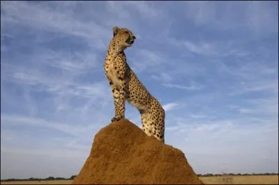 La vitesse record du gupard est de :