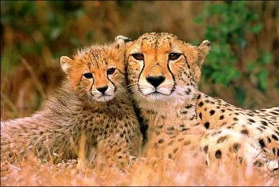 Mais il ne peut maintenir cette vitesse que sur une distance de :