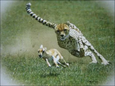 Lorsque le gupard est suffisamment proche de sa proie, il lui arrive souvent de lui faire :