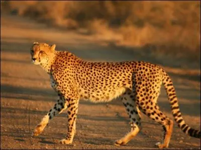 Par rapport  la femelle, le gupard mle est :