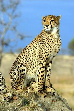 Quiz Guepard