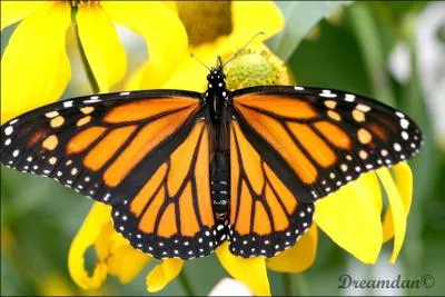 Ce papillon d'Espagne est :