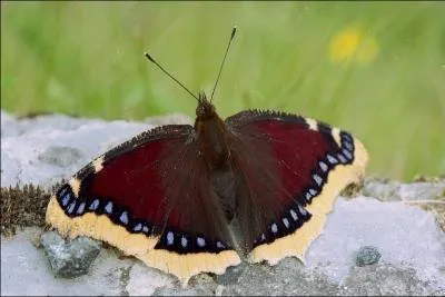 Ce superbe papillon est :